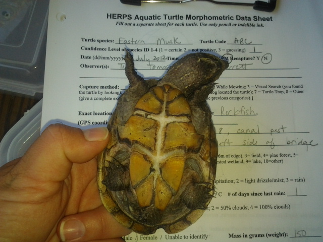 HRE students found and collected scientific data on box turtles to add to the central database