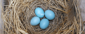 Bird eggs listing