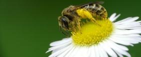 bee on flower listing