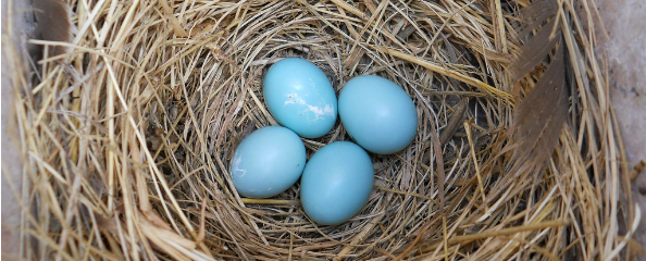 Bird eggs listing